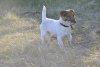 Photo №3. Jack Russell Terrier puppies for sale. Ukraine