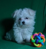 Additional photos: Puppy of the Maltese. Show class.