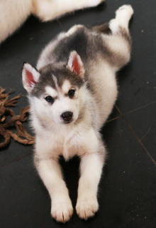 Photo №4. I will sell siberian husky in the city of St. Petersburg. private announcement - price - 403$