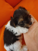 Photo №4. I will sell beaver yorkshire terrier in the city of Yokneam Illit.  - price - 1100$