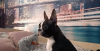 Additional photos: Boston terriers