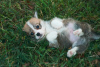 Photo №1. welsh corgi - for sale in the city of Москва | 1061$ | Announcement № 7550