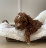 Photo №1. labradoodle - for sale in the city of Fleurus | Is free | Announcement № 105517
