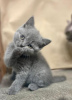 Photo №2 to announcement № 96081 for the sale of british shorthair - buy in Germany 