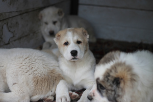 Photo №4. I will sell central asian shepherd dog in the city of Gomel. private announcement - price - 500$