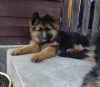 Photo №4. I will sell german shepherd in the city of Krakow. breeder - price - 845$