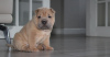 Photo №4. I will sell shar pei in the city of Москва. private announcement - price - 317$