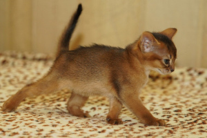 Photo №3. Kennel Santa Catarina * BY the experience of 13 years offers Abyssinian kittens. Belarus