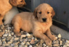 Photo №3. Golden Retriever Puppies for sale. Germany