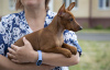 Photo №4. I will sell miniature pinscher in the city of Brest. private announcement - price - 500$