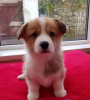 Photo №1. welsh corgi - for sale in the city of Maastricht | Is free | Announcement № 123947