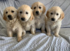 Photo №1. golden retriever - for sale in the city of Wyoming | 300$ | Announcement № 36305