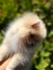 Photo №4. I will sell pomeranian in the city of Krivoy Rog. private announcement - price - 257$