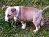 Additional photos: bull terrier puppies