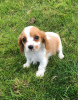 Photo №1. non-pedigree dogs - for sale in the city of Bamberg | Is free | Announcement № 117620