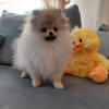 Photo №3. Miniature Pomeranian. Russian Federation