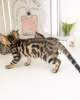 Photo №4. I will sell bengal cat in the city of Goslar. private announcement - price - 317$