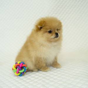Photo №4. I will sell german spitz in the city of Eagle. breeder - price - 266$