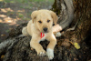 Photo №3. Labrador retriever puppy. Georgia