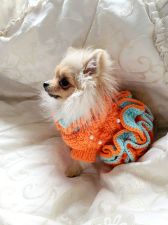 Photo №3. KNITTED DRESS (CLOTHES) FOR DOGS AND CAT ORDER in Belarus