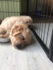 Additional photos: Healthy Intelligent Golden Retriever Puppies for sale now