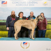 Additional photos: Open reservation for irish wolfhound puppies/beauty and performance