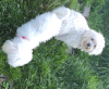 Photo №2. Mating service maltese dog. Price - negotiated