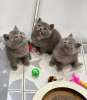 Photo №1. british shorthair - for sale in the city of Riyadh | 300$ | Announcement № 15569
