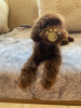 Photo №3. Toy poodle puppies for sale. Miniature poodle. Ukraine