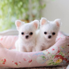 Photo №2 to announcement № 85301 for the sale of pomeranian - buy in Estonia private announcement