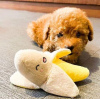 Photo №1. poodle (toy) - for sale in the city of Poperinge | 528$ | Announcement № 90148