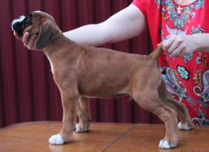 Additional photos: German Boxer puppies cropped and not cropped