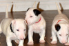 Photo №1. bull terrier - for sale in the city of Prague | 300$ | Announcement № 111203