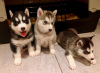 Photo №1. siberian husky - for sale in the city of Лаврентия | 606$ | Announcement № 10732