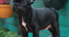 Photo №3. french bulldog. Germany