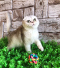 Photo №4. I will sell scottish fold in the city of Miass. from nursery - price - 108$