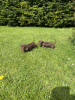 Photo №2 to announcement № 100218 for the sale of dachshund - buy in Germany private announcement