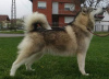 Additional photos: Alaskan Malamute puppies