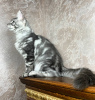 Photo №1. maine coon - for sale in the city of Quedlinburg | 423$ | Announcement № 106944