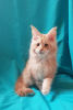 Photo №2 to announcement № 8545 for the sale of maine coon - buy in Ukraine from nursery