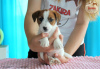Additional photos: Jack Russell Terrier puppies ZKwP, ZAKIRA FCI