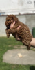 Photo №4. I will sell poodle (toy) in the city of Inđija. breeder - price - negotiated