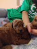 Additional photos: Red toy poodle, female