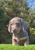 Photo №1. dachshund - for sale in the city of Illinois City | 350$ | Announcement № 114991