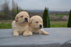 Photo №2 to announcement № 95791 for the sale of labrador retriever - buy in Serbia breeder