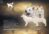 Photo №1. berger blanc suisse - for sale in the city of Kraljevo | negotiated | Announcement № 64552