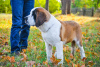 Photo №4. I will sell st. bernard in the city of Minsk. from nursery - price - 700$
