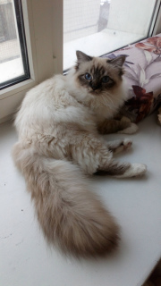 Photo №3. The grown-up kitten of rare breed Sacred Burma of show quality is on sale. Russian Federation