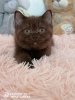 Photo №4. I will sell british shorthair in the city of Lyubertsy. from nursery - price - 414$