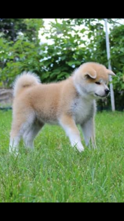 Additional photos: Japanese Akita Inu puppies buy a KSU puppy dog appreciated Akti puppy hahiko